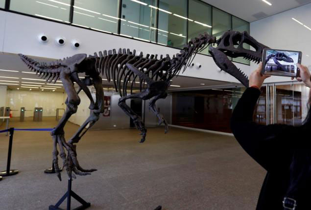 a woman takes photos of a replica of a newly discovered meat eating dinosaur that prowled argentina 90 million years ago in buenos aires july 13 2016 photo reuters