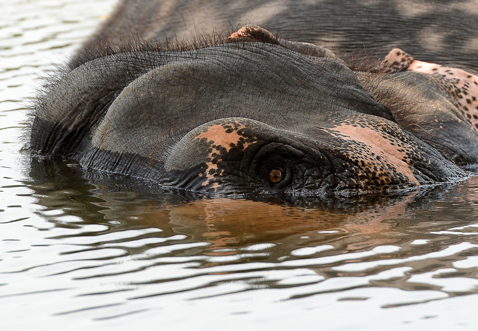 a sri lankan elephant bathes in a river at bandaragama on the outskirts of colombo photo afp