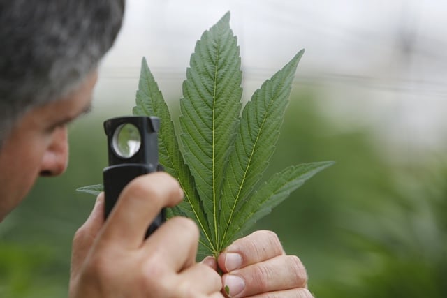 an employee inspects the leaf of a cannabis plant at a medical marijuana plantation in northern israel photo reuters