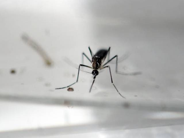 chikungunya is a mosquito borne viral fever photo afp