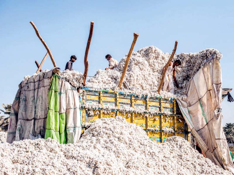 the punjab government has put restrictions on cotton sowing before mid april under section 144 believing that it will save the crop from pink bollworm photo file