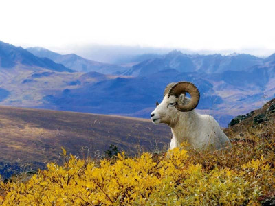 wildlife conservation g b communities prevent poaching