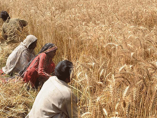 many farmers are trying to adapt to changing climate conditions a process that can prove be difficult photo afp file