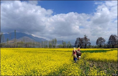 hues of peace in kashmiri tea hues of peace in kashmiri tea