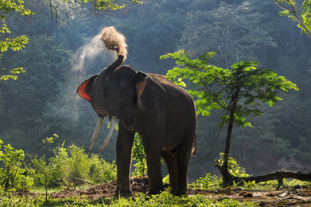 a captive sumatran elephant is seen before it goes on a patrol with indonesian forest rangers in aceh jaya aceh province photo afp