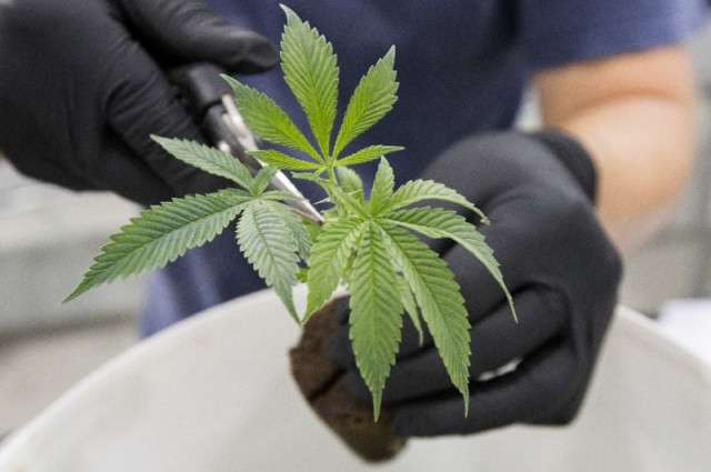 a canadian bill to legalise marijuana would set a minimum age for use at 18 or 19 photo afp a canadian bill to legalise marijuana would set a minimum age for use at 18 or 19 photo afp