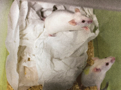 mice infested human settlements 15 000 years ago mice infested human settlements 15 000 years ago