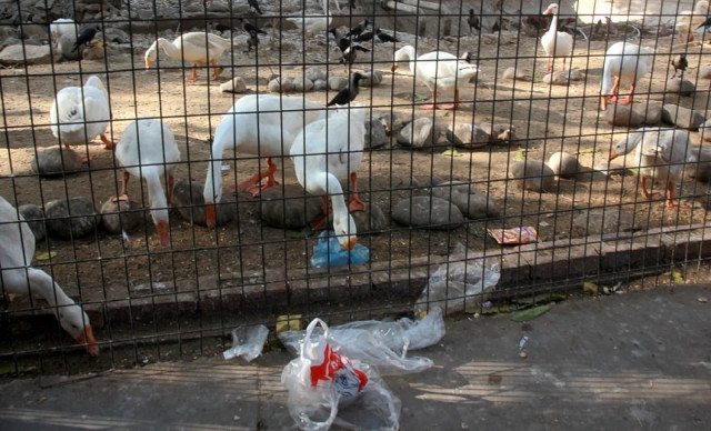 the people usually throw juice boxes or wrappers at the animals to get their attention and litter their cages photo athar express the people usually throw juice boxes or wrappers at the animals to get their attention and litter their cages photo athar express