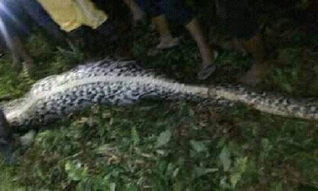 the giant python was caught near where akbar went missing photo west sulawesi police