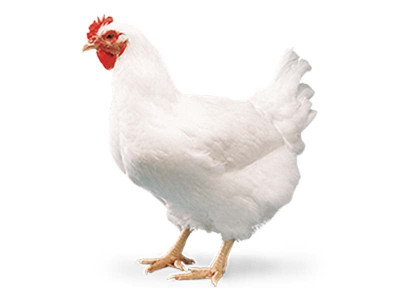 pricey poultry rising chicken meat prices a constant concern for consumers