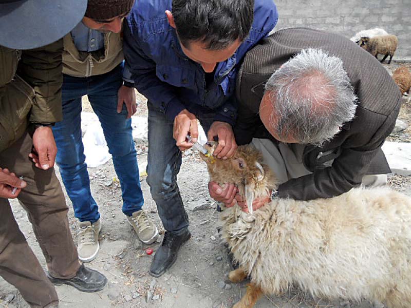 a vet shows how to administer medicine to sheep photo shabbir mir express