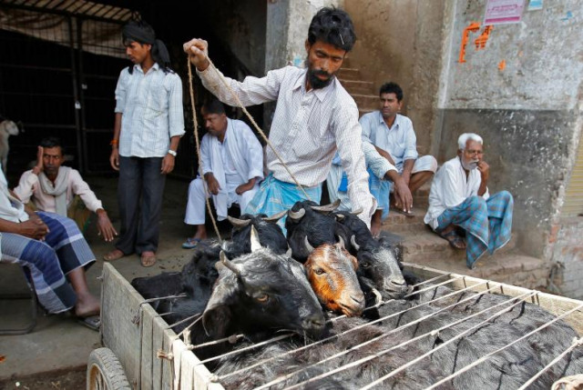 a man loads goats into a cycle rickshaw at a wholesale livestock market in allahabad india march 31 2017 photo reuters a man loads goats into a cycle rickshaw at a wholesale livestock market in allahabad india march 31 2017 photo reuters