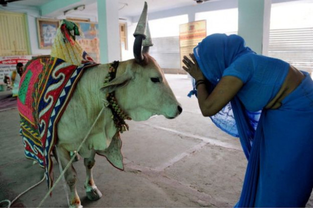 cow is the most loved animal in india photo afp cow is the most loved animal in india photo afp