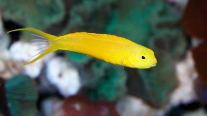 venom of tiny fish could lead to new pain treatments