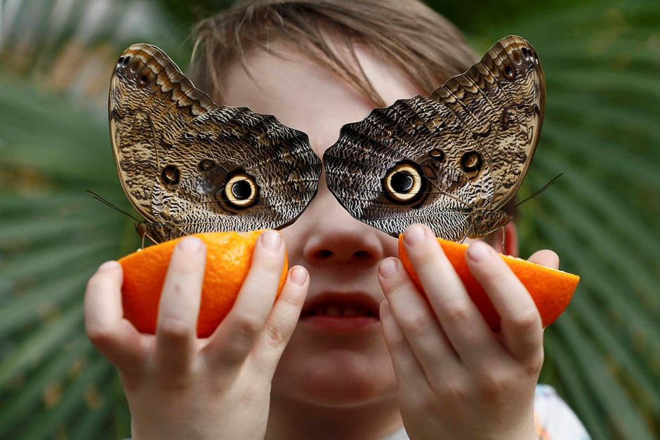 george lewys aged 5 poses for a photograph with owl butterflies during an event to launch the sensational butterflies exhibition at the natural history museum in london britain photo reuters