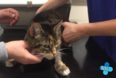 vets get curious kitty drunk to save her life