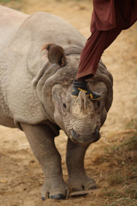 onlookers cheer abuse of captive rhino at lal suharna national park onlookers cheer abuse of captive rhino at lal suharna national park