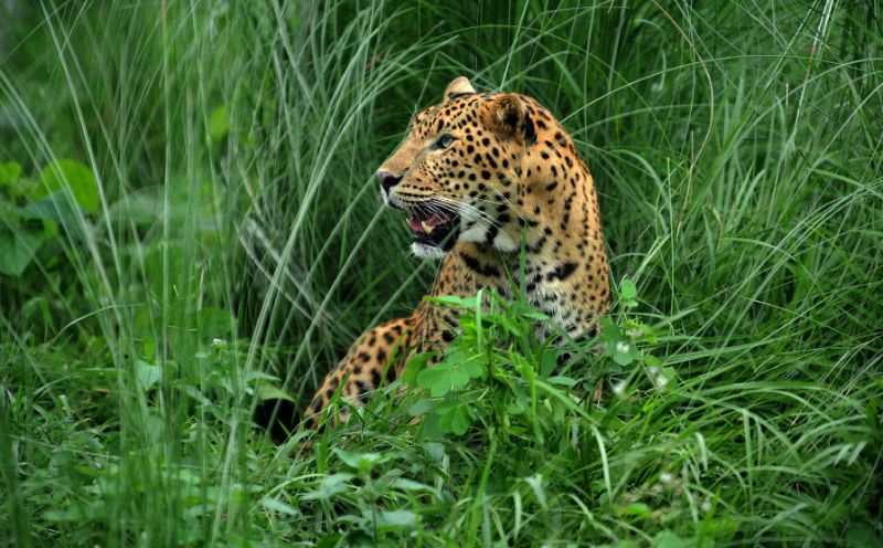 a leopard joins birds stray cattle and dogs on the list of animals that have disrupted flights at kathmandu aiport photo afp