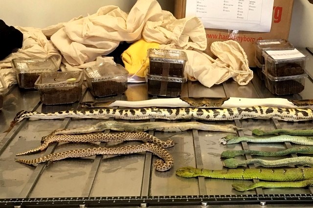 exotic snakes and spiders in clear boxes on display after they were found in shoe boxes in a melbourne mail room australian customs officers got more than they bargained for when two shoe boxes arrived from europe with venomous snakes exotic spiders and scorpions photo afp