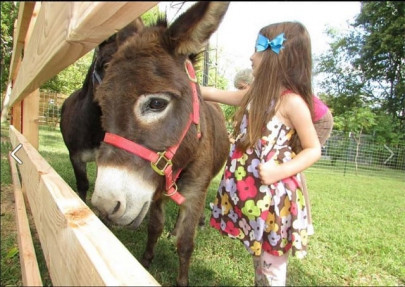 man held for punching donkey man held for punching donkey