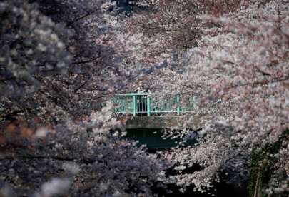 tokyo cherry blossoms herald arrival of spring tokyo cherry blossoms herald arrival of spring