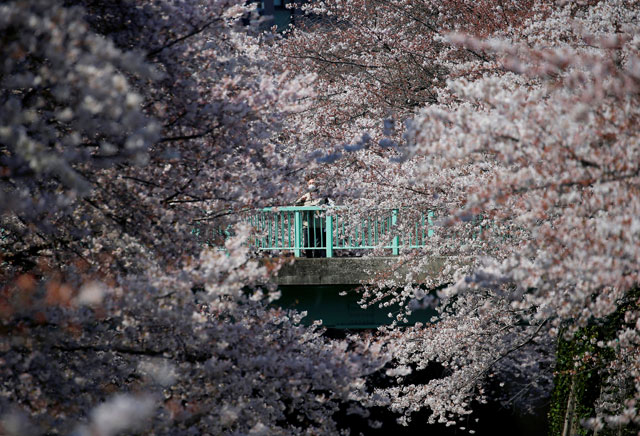 a man looks at cherry blossoms in almost full bloom in tokyo japan april 4 2017 photo reuters