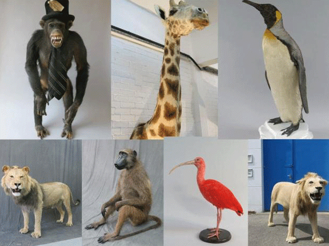 a series of stuffed animals stolen by jason hopwood during a burglary in wimbledon are seen after they were recovered in an undated metropolitan police photograph handed out in london britain april 5 2017 photo reuters