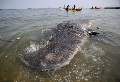 whale shark caught from chashma goth beach whale shark caught from chashma goth beach