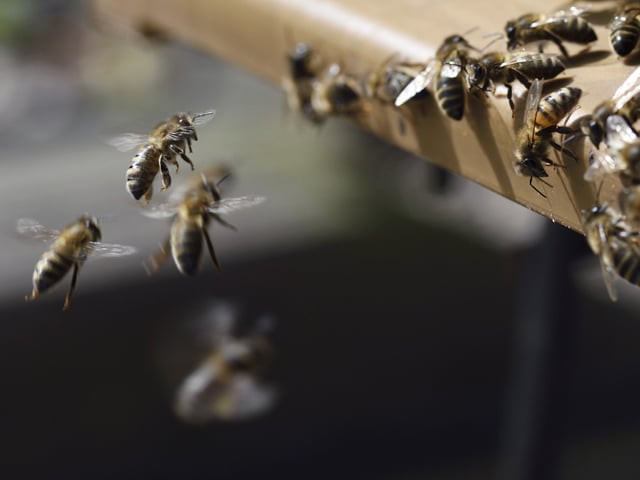 beekeeping season in full swing in khushab beekeeping season in full swing in khushab