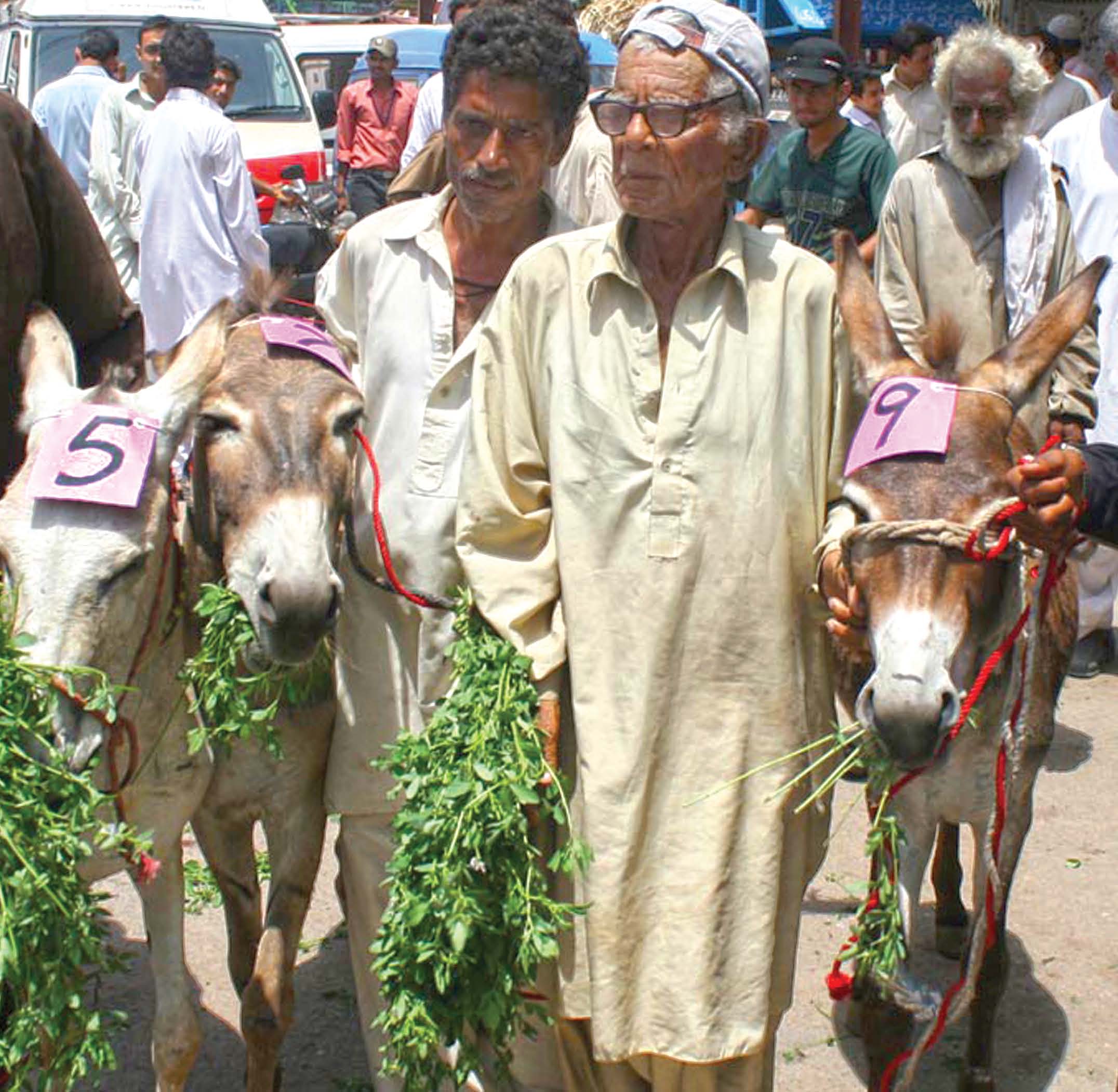 even though the loss of their deceased can t be replaced many of which were treated like children they are glad to be able earn for their family again photo rashid ajmeri express