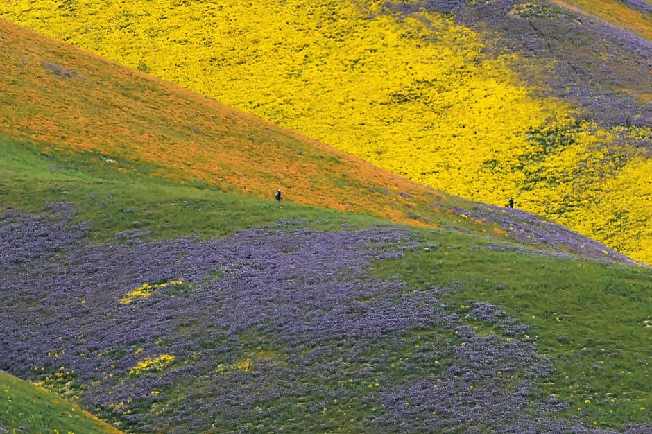 orange yellow and purple wildflowers paint the hills of the tremblor range at carrizo plain national monument near taft california photo afp