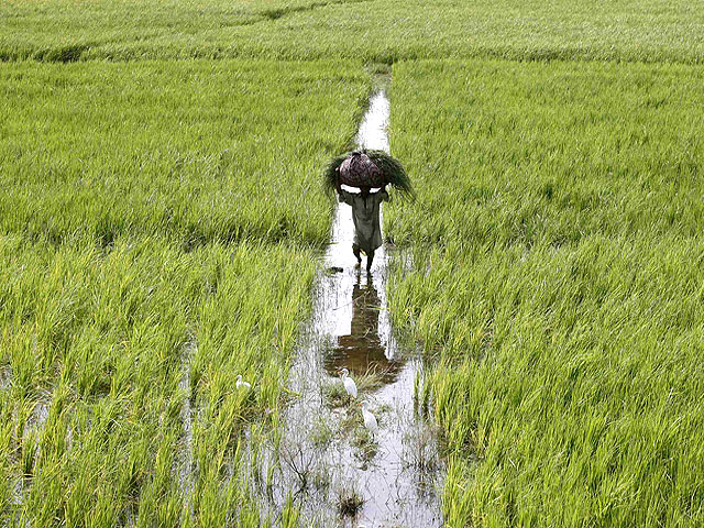 sukkur iba dean says agriculture needs attention photo reuters