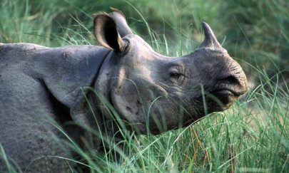 poachers kill rare one horned rhino in nepal