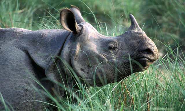 the one horned rhino is incredily rare some 600 of nepal 039 s 645 rhinos live in chitwan national park photo wwf