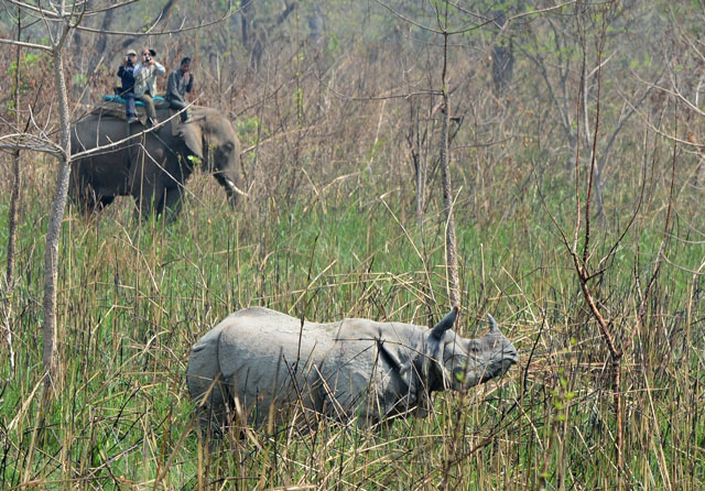 this file photo taken on april 3 2017 shows a nepalese veterinary and technical team preparing to dart a rhino in chitwan national park some 250 kms south of kathmandu photo afp