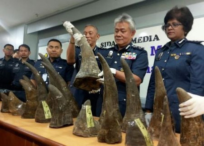 malaysia seizes big shipment of rhino horns at airport malaysia seizes big shipment of rhino horns at airport