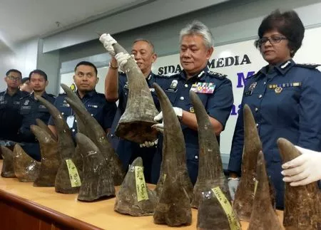 kuala lumpur international airport klia customs director general hamzah sundang 2nd r poses with rhino horns that were seized on april 7 from mozambique to kuala lumpur via doha during a news conference at the airport in sepang malaysia april 10 2017 photo reuters kuala lumpur international airport klia customs director general hamzah sundang 2nd r poses with rhino horns that were seized on april 7 from mozambique to kuala lumpur via doha during a news conference at the airport in sepang malaysia april 10 2017 photo reuters