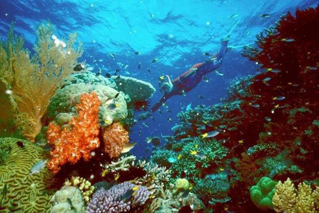 australia s great barrier reef photo reuters