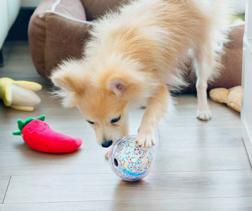 this smart ball lets you play with your pet even when you re not home this smart ball lets you play with your pet even when you re not home