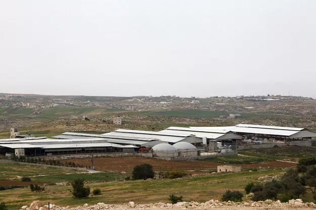 a picture taken on april 10 2017 shows a general view of the jebrini dairy farm in the west bank town of hebron where cow dung is used to produce electricity as an alternative power source photo afp a picture taken on april 10 2017 shows a general view of the jebrini dairy farm in the west bank town of hebron where cow dung is used to produce electricity as an alternative power source photo afp