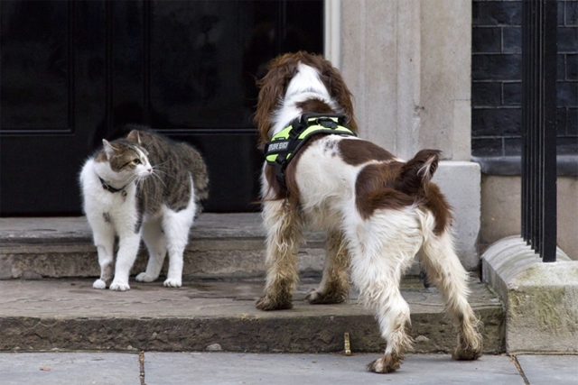 parliament passed legislation to outlaw the consumption purchase or possession of dog and cat meat photo afp