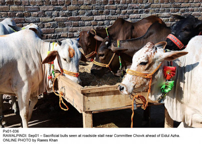 experts urge use of artificial insemination