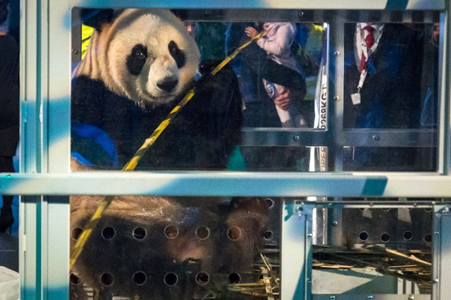 xing ya one of the panda cubs is introduced to the public at schiphol airport photo afp