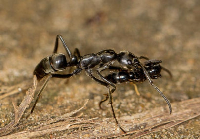 ants march into battle and rescue their wounded comrades ants march into battle and rescue their wounded comrades