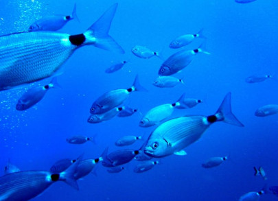 us scientists track fish migration using dna in water samples