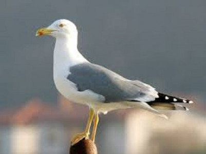 these rats of the sky are taking over terraces in the algerian capital