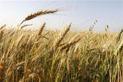 g b mulls limiting provision of subsidised wheat
