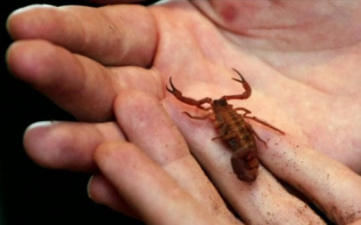 united hit with fresh controversy as passenger stung by scorpion