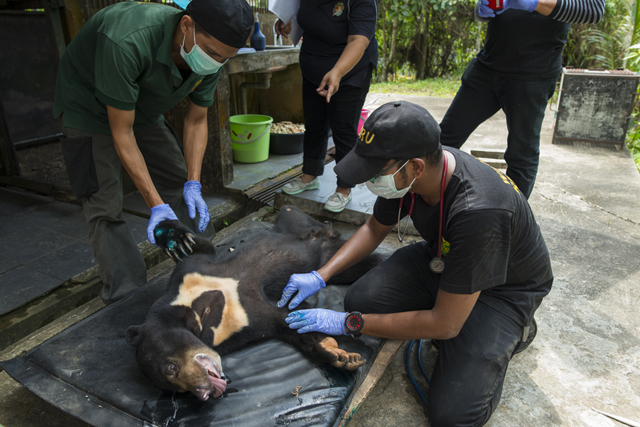 sunbears are a protected species but vulnerable due to deforestation and to poachers who hunt them photo afp