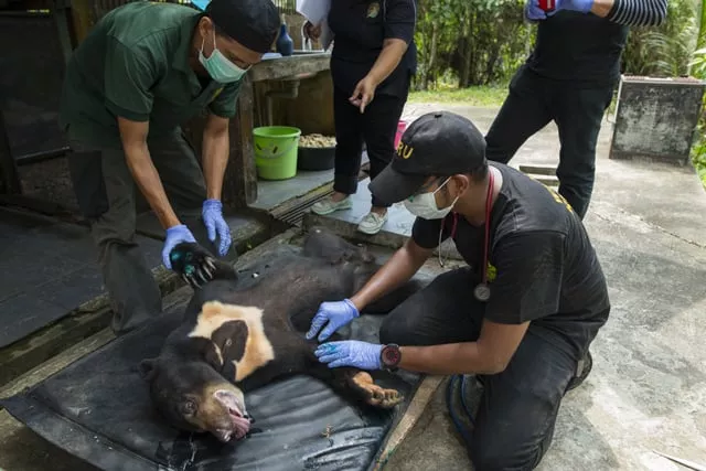 sunbears are a protected species but vulnerable due to deforestation and to poachers who hunt them photo afp sunbears are a protected species but vulnerable due to deforestation and to poachers who hunt them photo afp